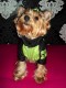 Jarná bundička ADIDOGS - oblečenie a móda pre psov