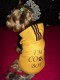 Jarná bundička I´M COOL BOY - oblečenie a móda pre psov
