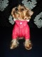 Jarná bundička PLAY DOG - Oblečenie a móda pre psov