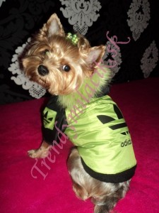 Zimná bundička Adidogs Green - oblečenie a móda pre psov
