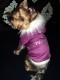 Zimná bundička I´M PERFECT GIRL - oblečenie a móda pre psov 