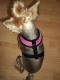 Harness postroj Pink - oblečenie a móda psov