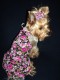 Šaty FLOWER  - oblečenie a móda pre psov