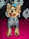 Jarná bundička Rude boy - oblečenie a móda pre psov