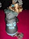 Zimná bundička Rude boy - oblečenie a móda pre psov