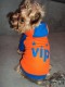 Tepláková mikina VIP - oblečenie a móda pre psov