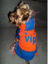 Tepláková súprava VIP - oblečenie a móda pre psov