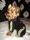 Velúrová súprava Fuchsia - oblečenie a móda pre psov